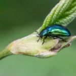 Shiny green beetle on a plant bud with a blurred green background and no visible Aeneas or Dido imagery