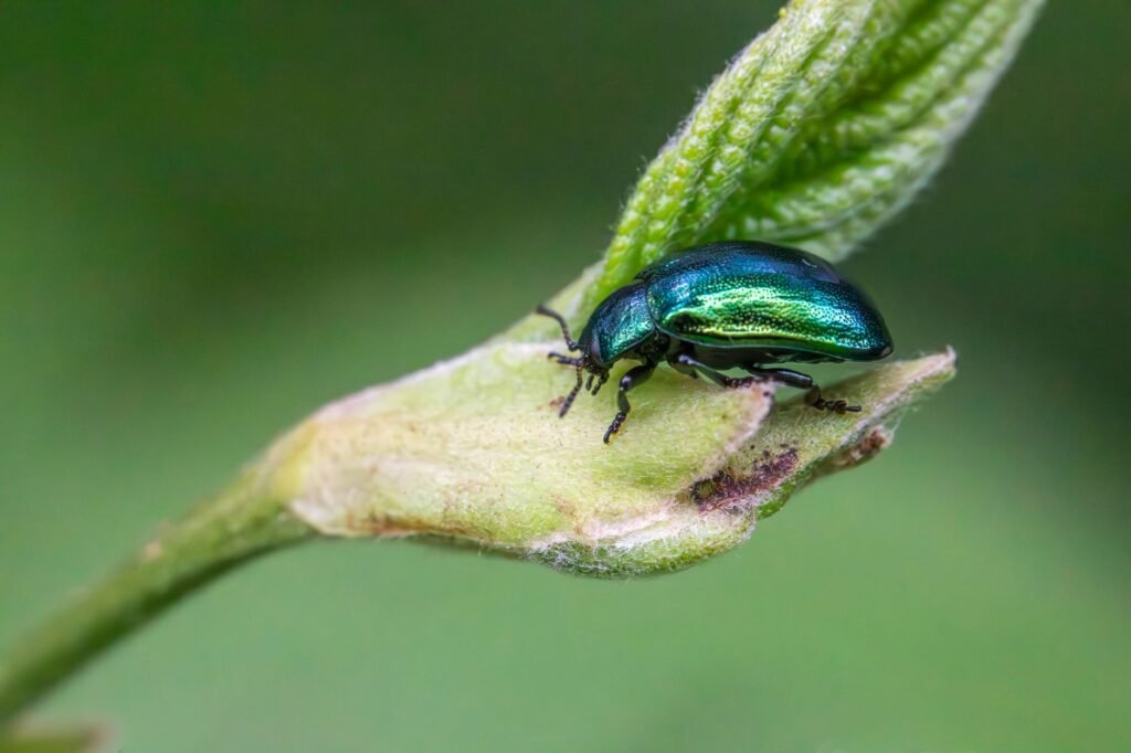 Shiny green beetle on a plant bud with a blurred green background
