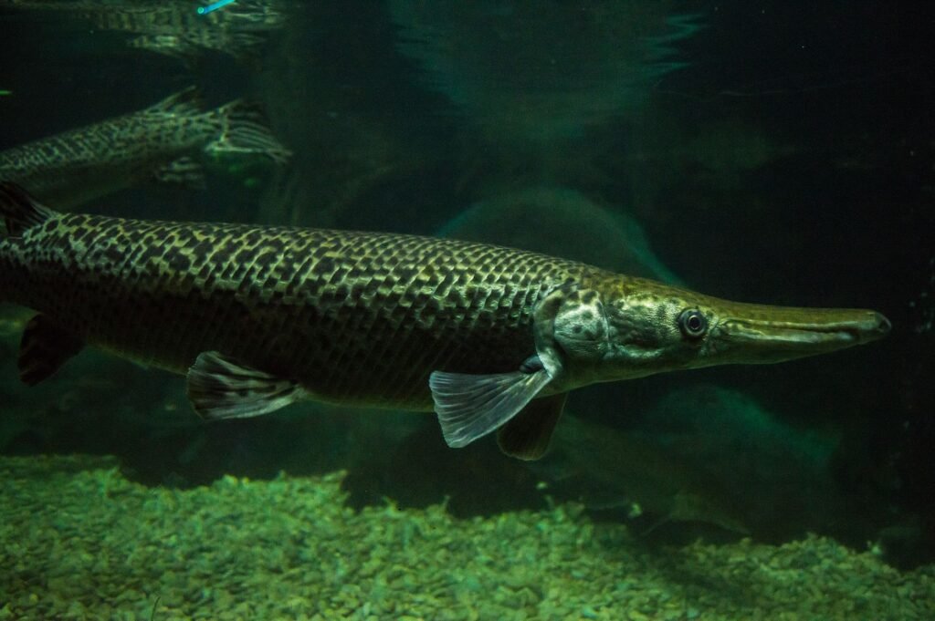 Close-up of a longnose gar swimming underwater in its natural habitat, shown as a Welsh water monster image reference