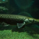 Close-up of a longnose gar swimming underwater in a freshwater habitat, resembling a Welsh water monster