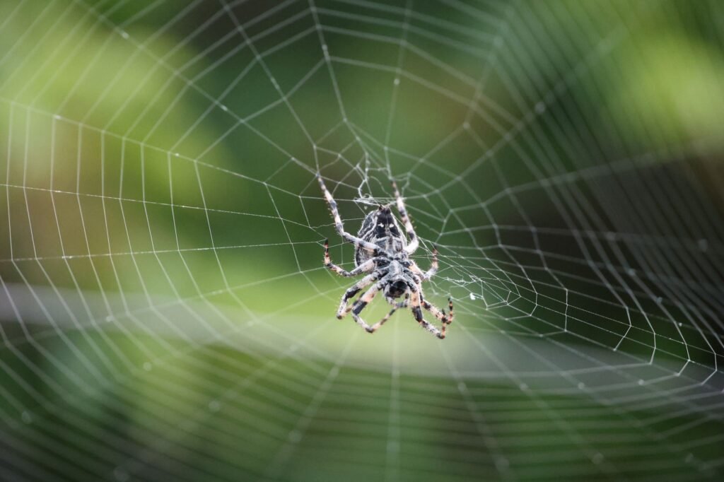 Spider on an intricate web against a green background, symbolizing Arachne in the Athena myth