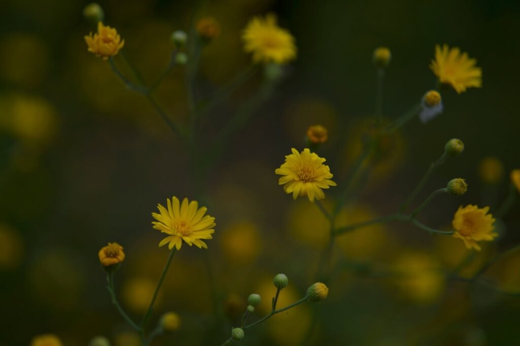 Close-up of small yellow wildflowers blooming against a dark natural background, with no mythological figure visible