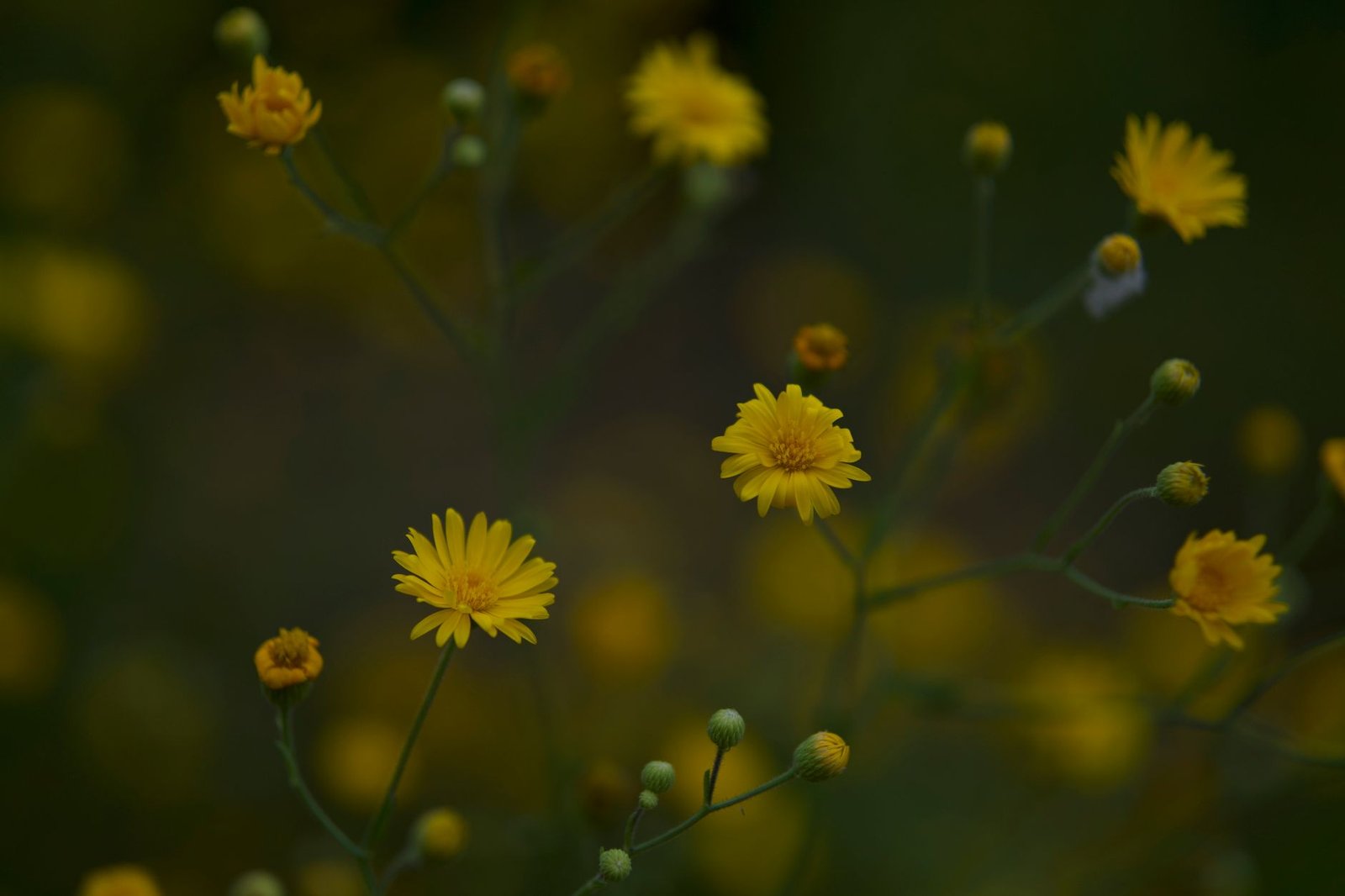 Close-up of small yellow wildflowers blooming against a dark natural background, with no mythological figure visible
