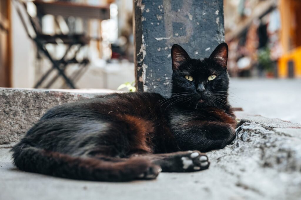 Black cat lounging on a city sidewalk beside a pillar, evoking the Cat Sìth folklore legend
