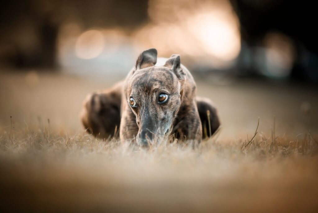 Greyhound lying on grass in close-up, with a blurred background, evoking the Celtic fairy hound Cú Sídhe