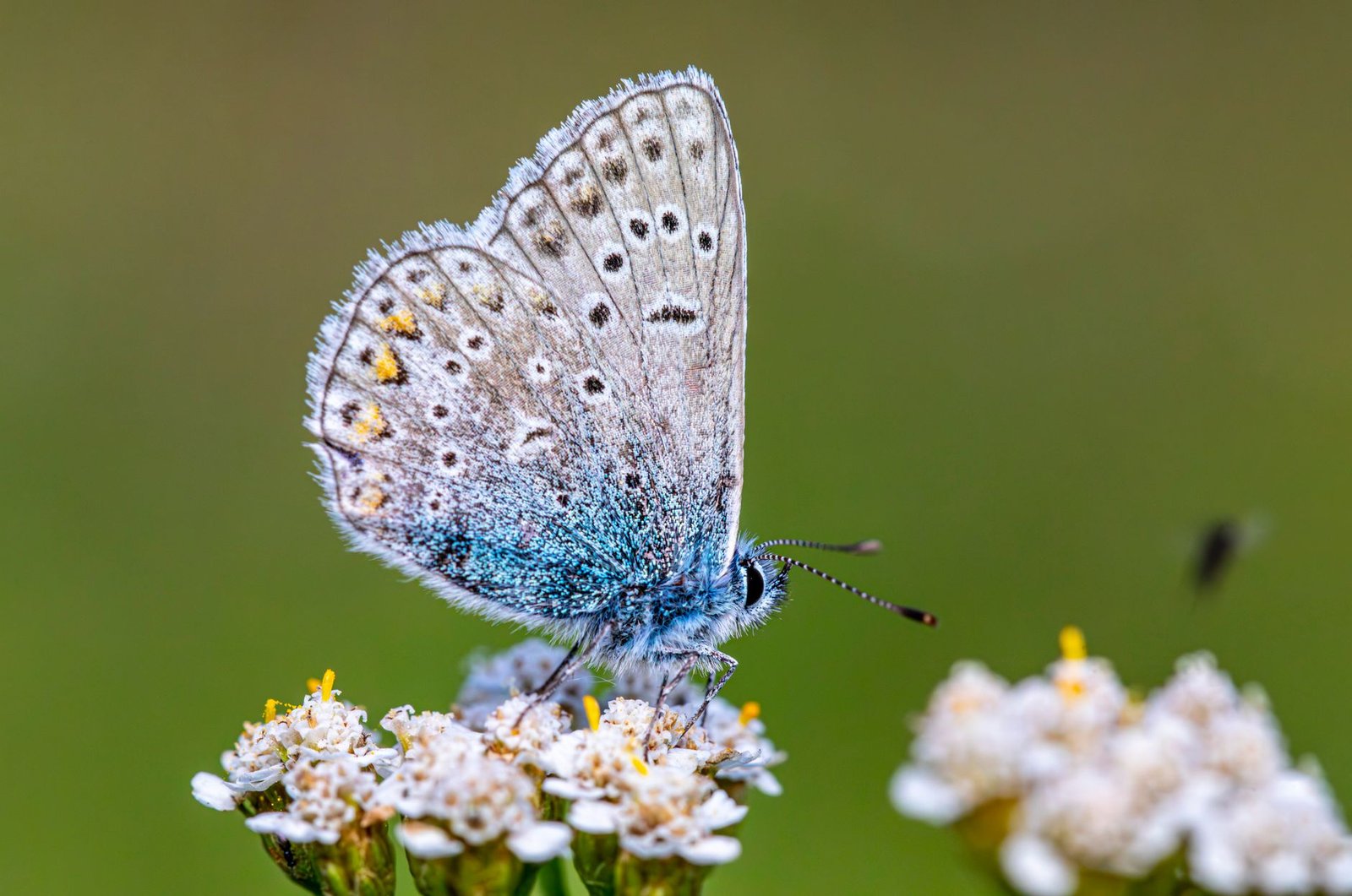 Blue butterfly perched on white flowers against a blurred green background, evoking the Daedalus and Icarus myth