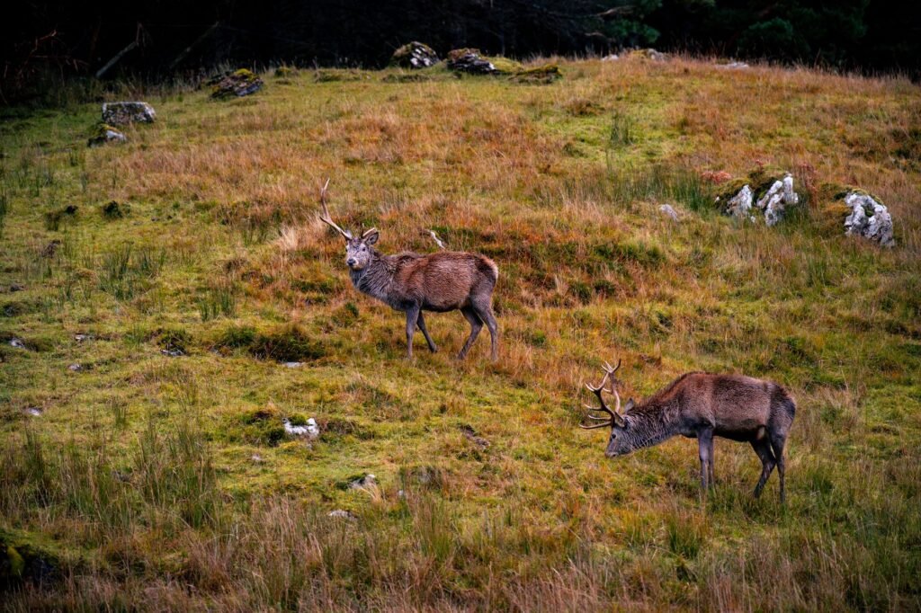 Two deer grazing on a grassy hillside with rocks and trees nearby