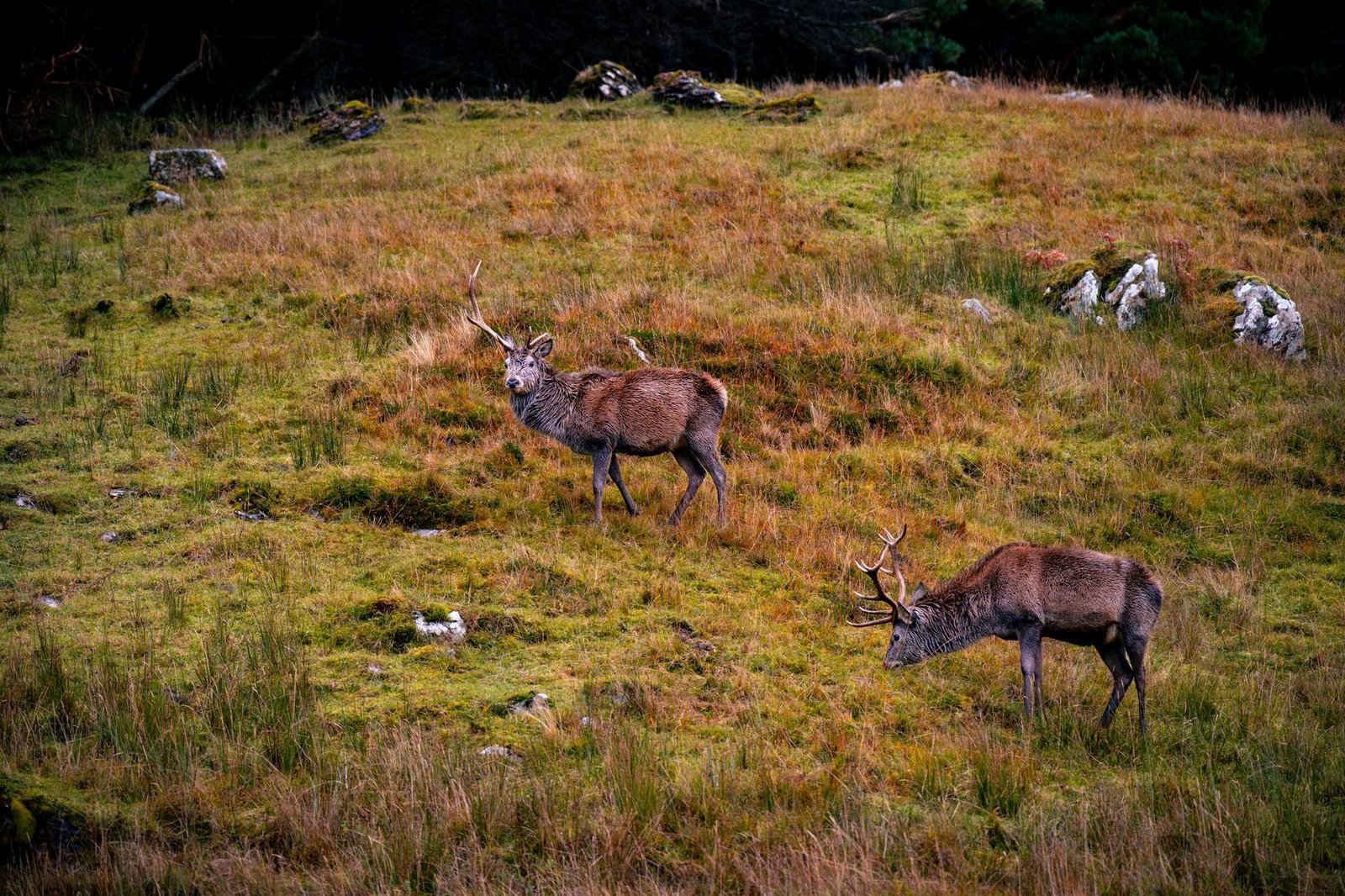 Two deer grazing on a grassy hillside with rocks and trees nearby