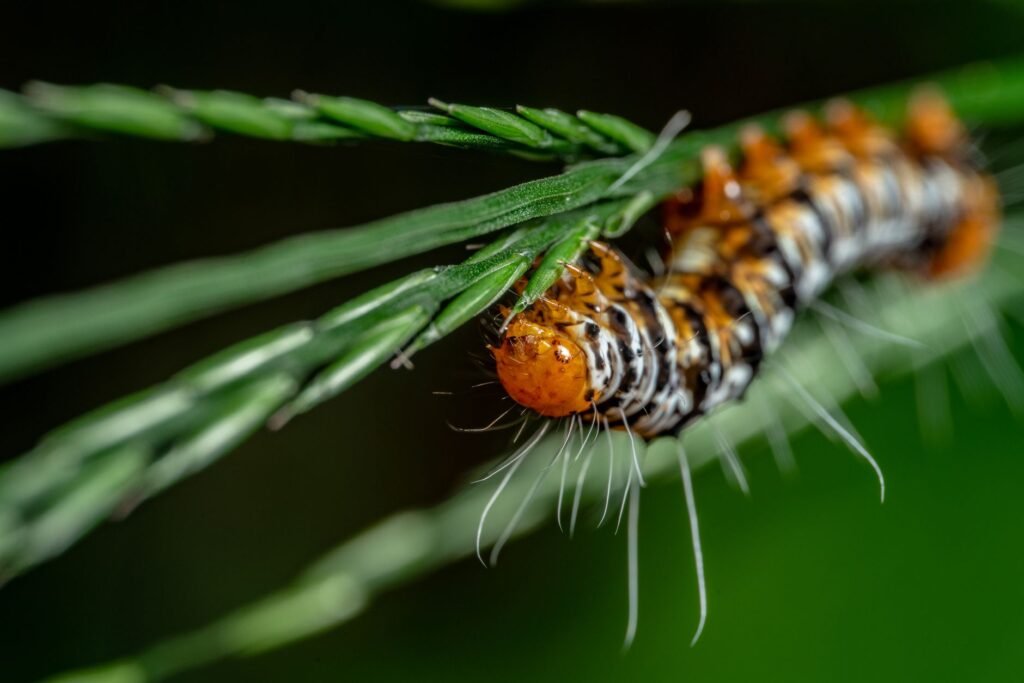 Colorful caterpillar crawling across green pine needles in close-up view
