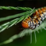 Colorful caterpillar crawling across green pine needles in close-up view