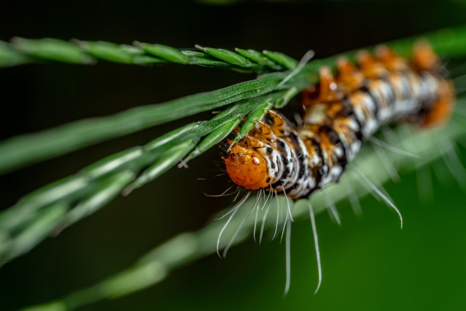 Colorful caterpillar crawling across green pine needles in close-up view