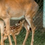 Fawn nursing from its mother deer beside a chain-link fence