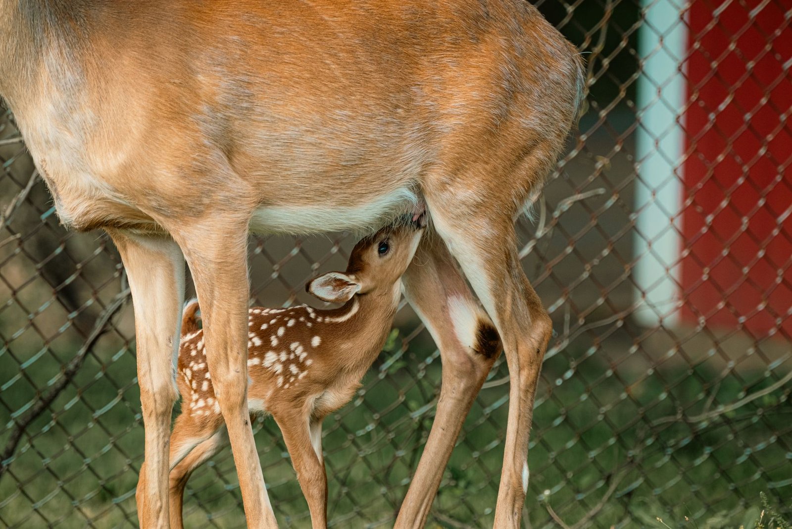 Fawn nursing from its mother deer beside a chain-link fence