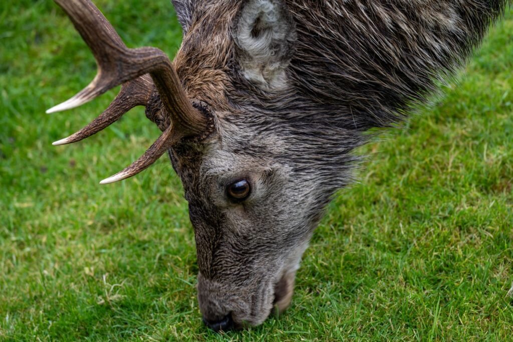 Deer grazing on green grass in a natural outdoor setting, evoking the Scottish folklore creature Glaistig