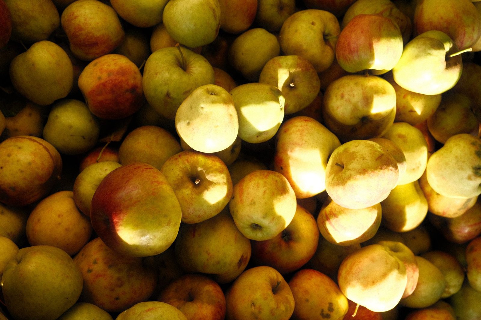 Close-up of a pile of fresh apples lit by sunlight, with shadows cast across the fruit.
