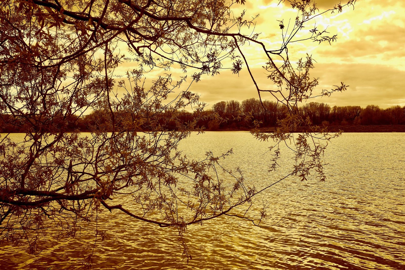 Sunset over a calm lake with tree branches in the foreground, evoking the Golden Bough theme
