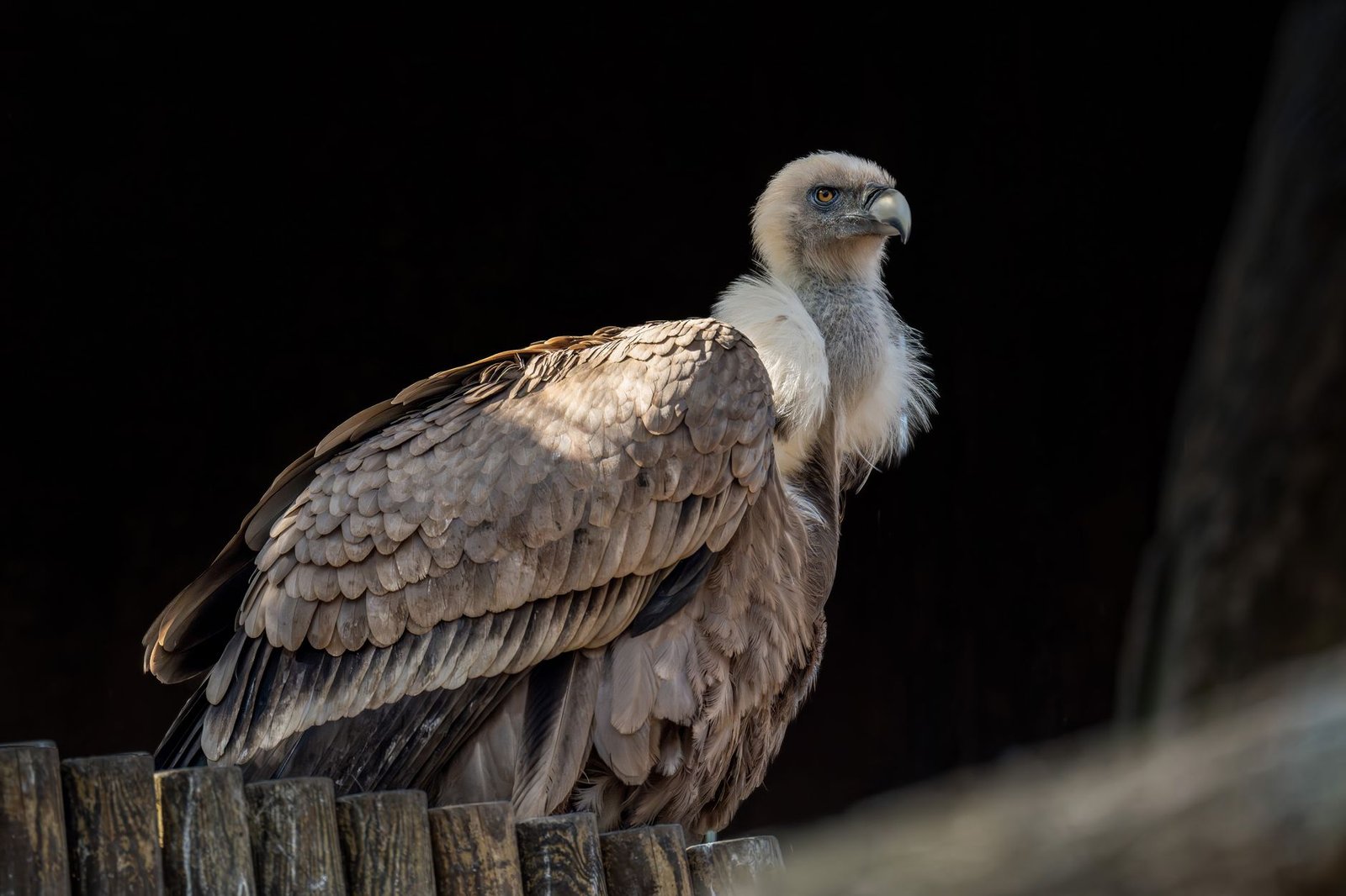 Vulture perched on a wooden fence against a dark background, resembling a griffin creature from mythology