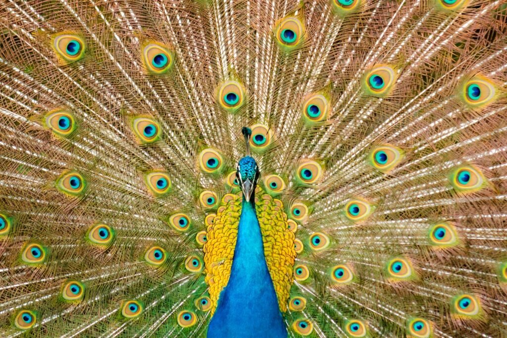 Close-up of a peacock displaying vibrant tail feathers, symbolizing Hera in Greek mythology