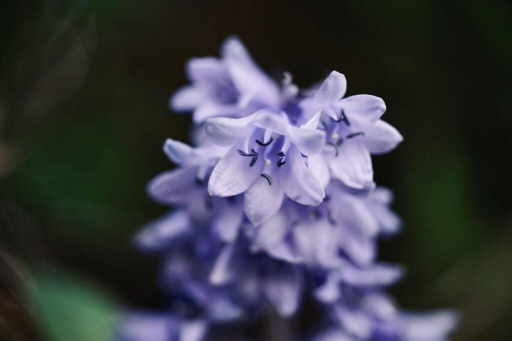 Close-up of delicate purple bluebell flowers in a natural outdoor setting, evoking Hyacinthus and Apollo.