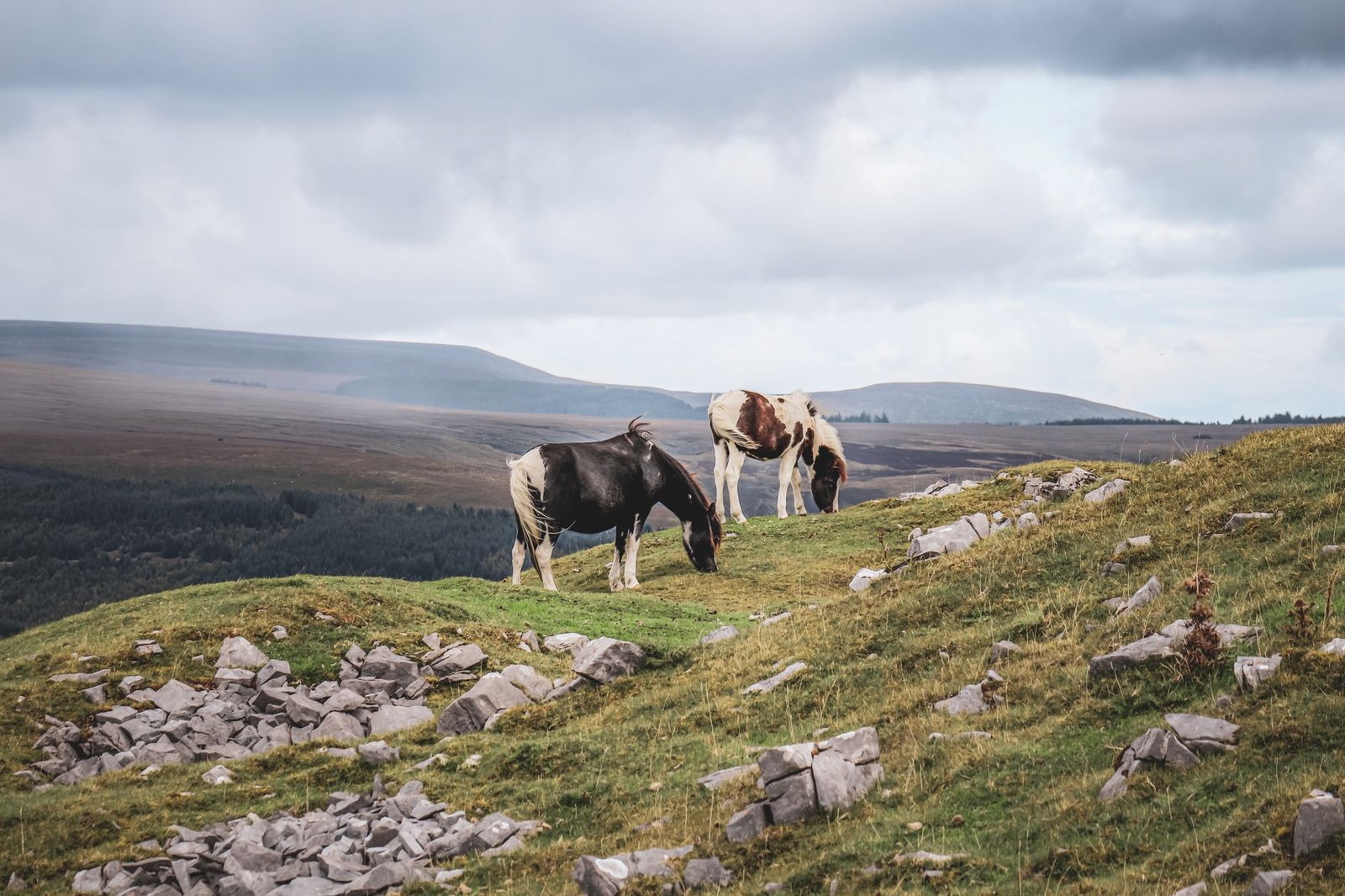 Two cows grazing on a grassy hillside beneath a cloudy sky in a rural landscape