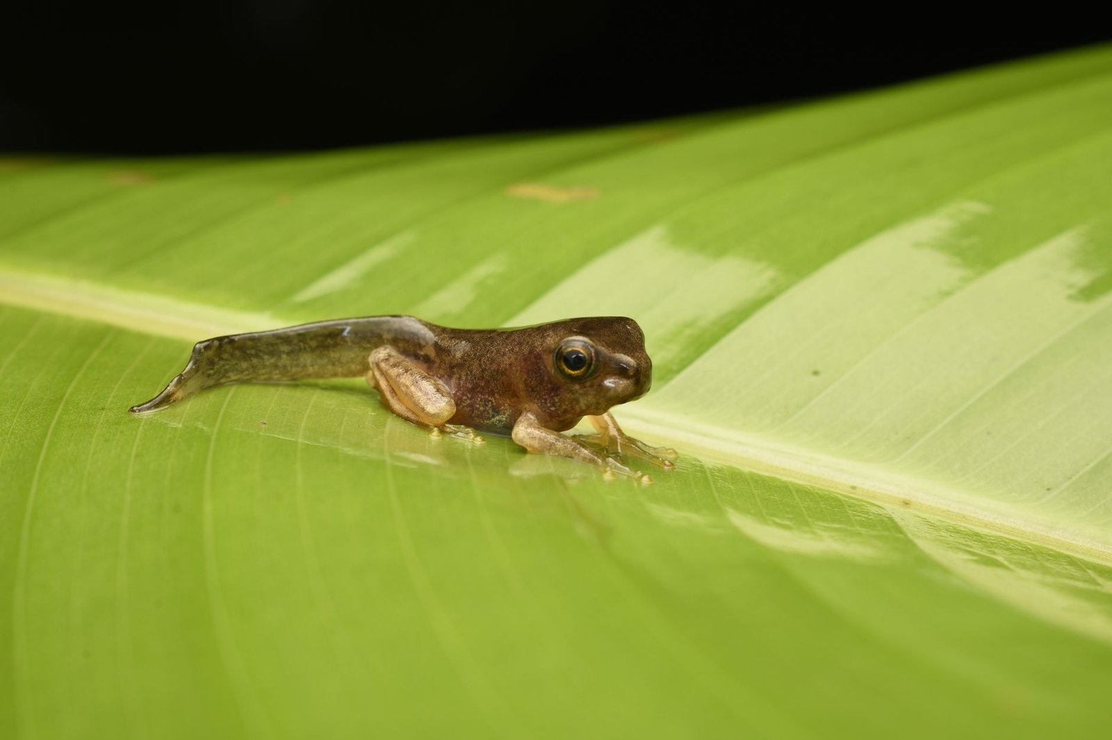 Small brown frog resting on a large green leaf in close-up.