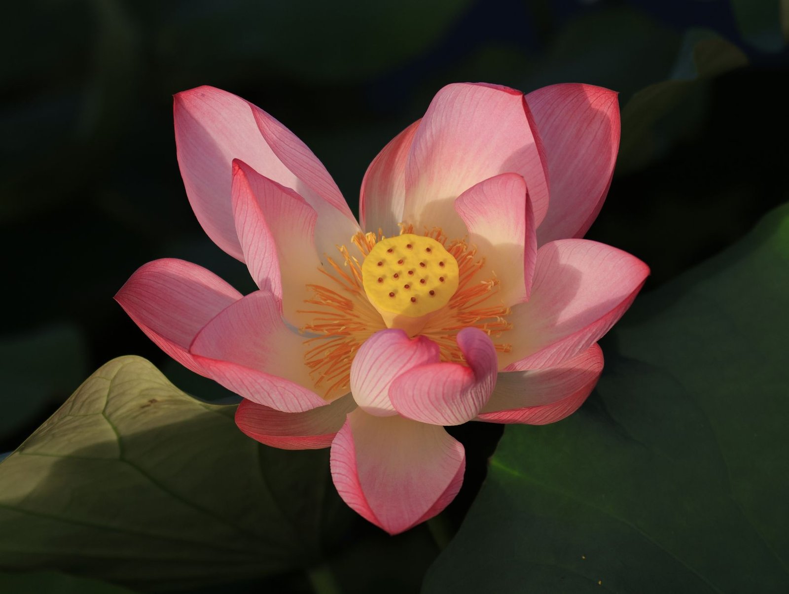 Pink lotus flower blooming with green leaves in the background, symbolizing Egyptian mythology