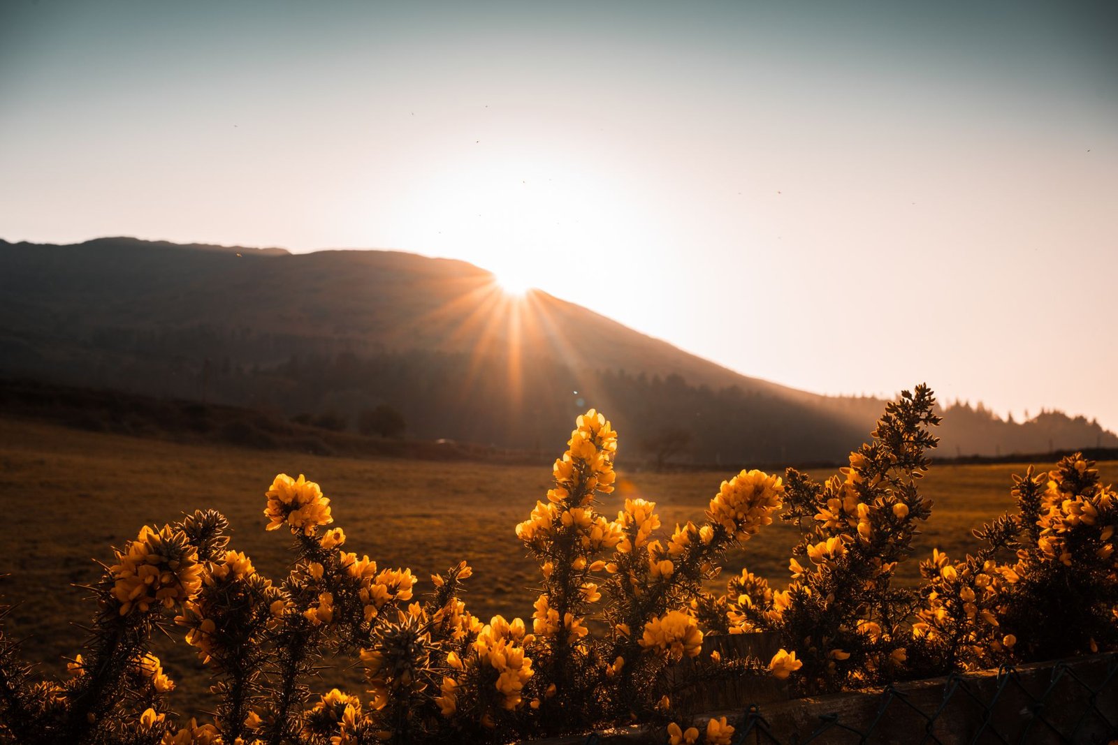Sunrise over mountain landscape with blooming yellow flowers in foreground, symbolizing Lugh in Irish mythology