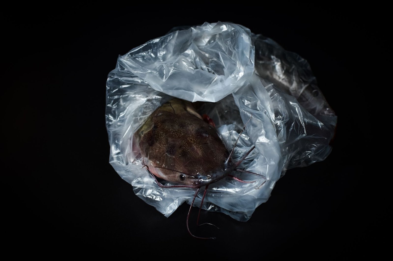 Beetroot wrapped in a transparent plastic bag on a black background
