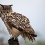 Close-up of a Eurasian eagle-owl perched outdoors against a blurred sky background, evoking the Owl of Minerva