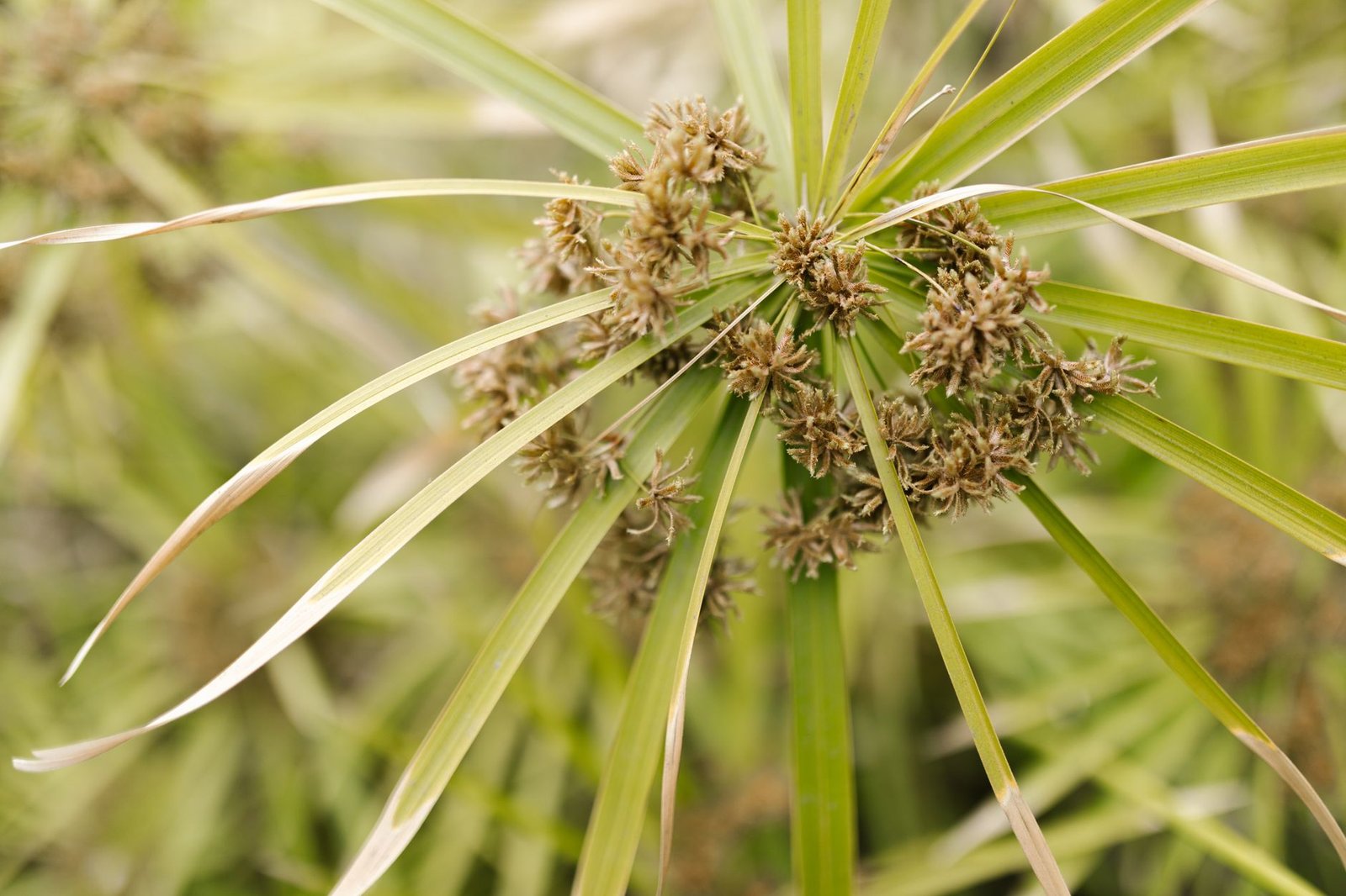 Close-up of a green papyrus plant with long narrow leaves and small brown flower clusters