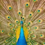 Close-up of a peacock displaying vibrant, colorful feathers symbolizing Juno in mythology
