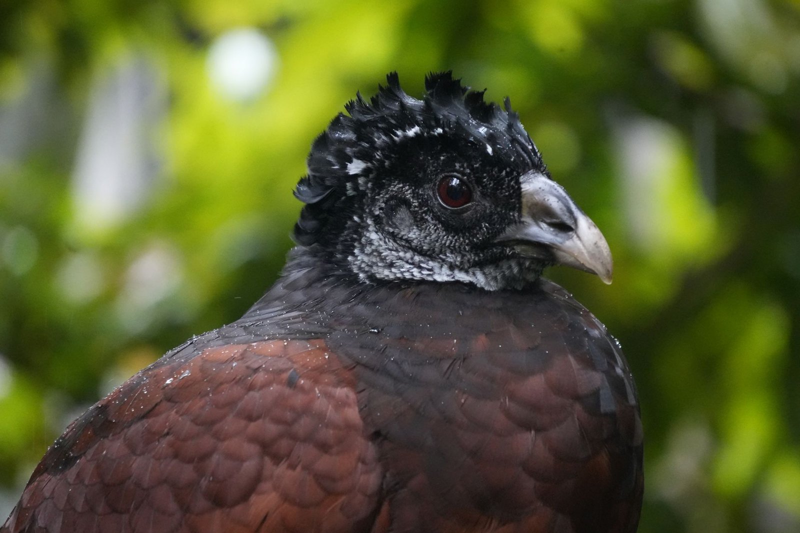 Close-up of a black and brown bird with a textured crest against a blurred green background, symbolizing Penelope and the sui