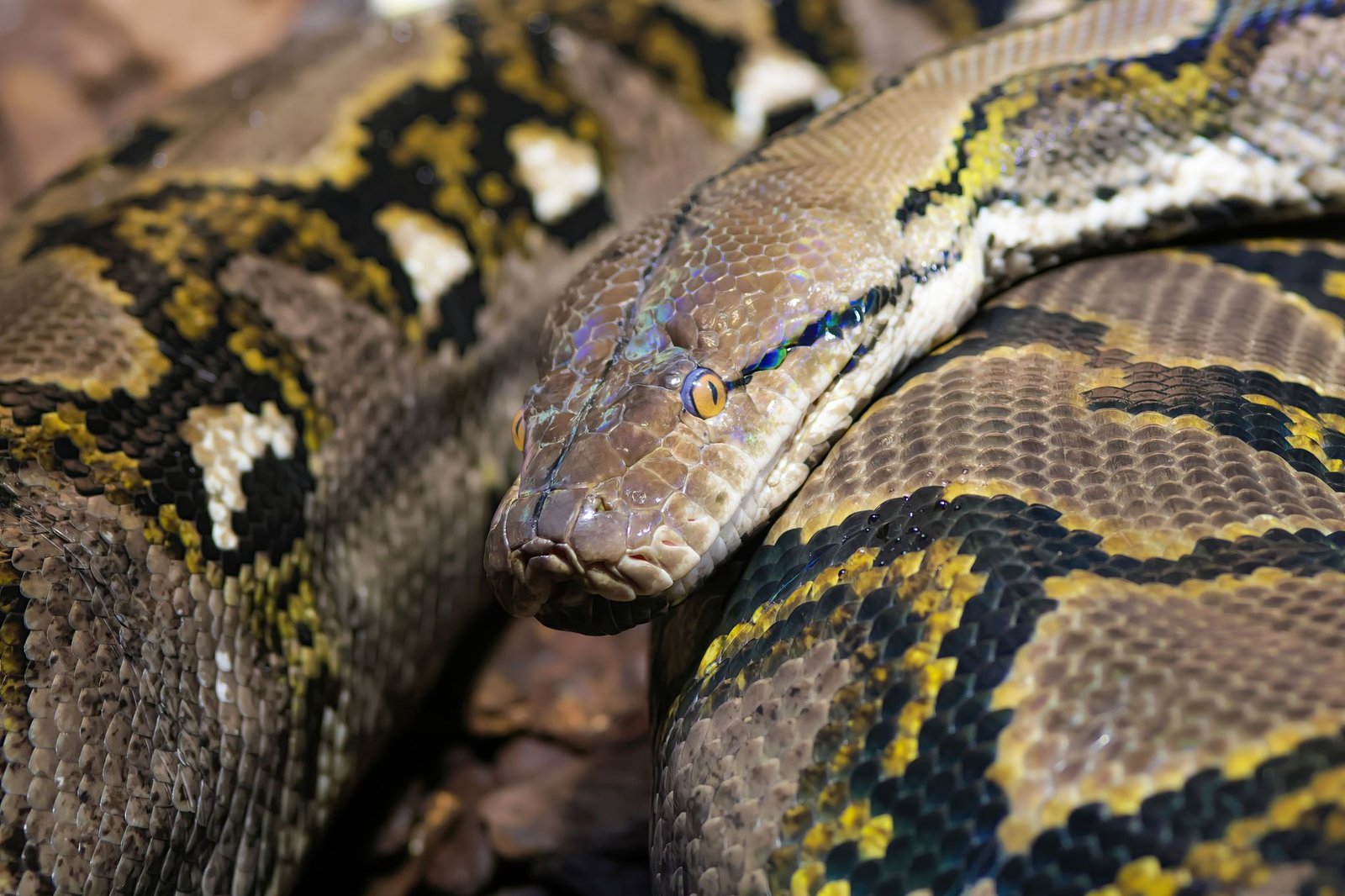 Close-up of a coiled python snake with detailed scales and patterned skin