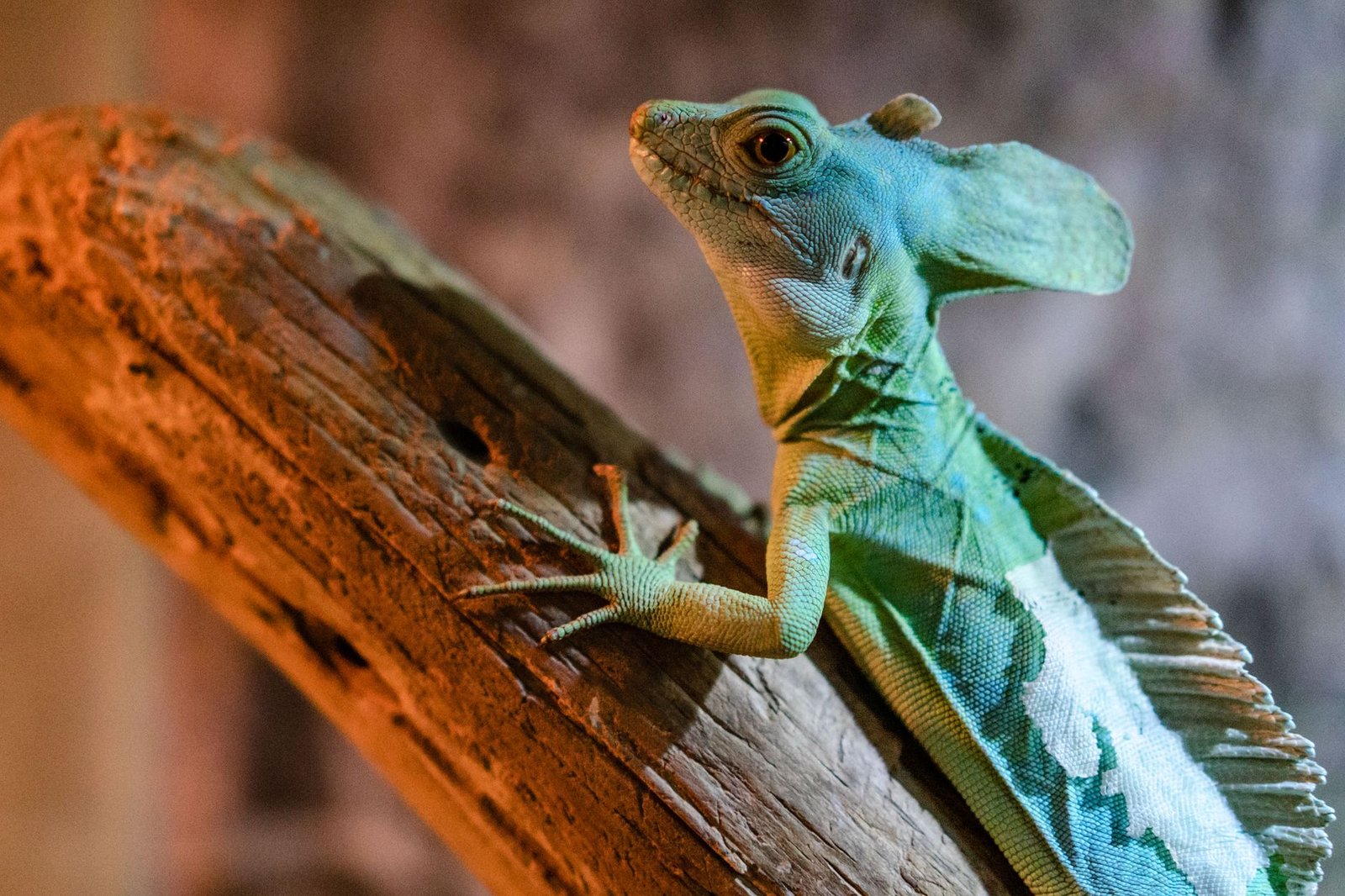 Close-up of a green basilisk lizard perched on a wooden branch