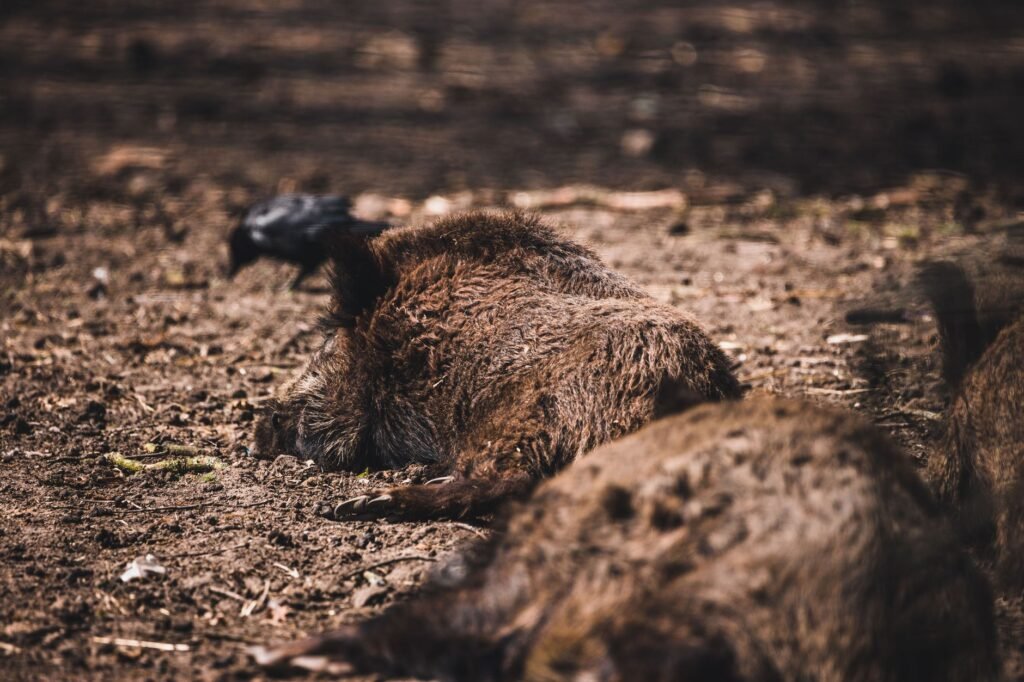 Two brown capybaras resting on dry soil in a natural habitat, illustrating sacred boar mythology context