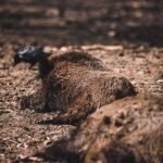 Close-up of a brown boar resting on dry soil in a natural outdoor setting, symbolizing sacred boar mythology