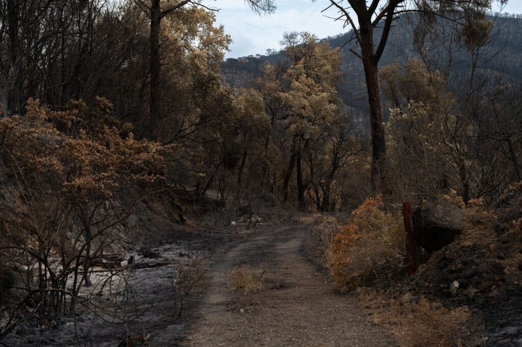 Charred forest with burned trees and a dirt path after a wildfire, evoking the Vestal Fire of ancient Rome
