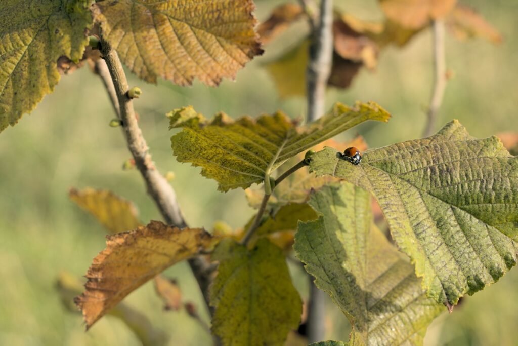Ladybug on green and brown autumn leaves in a close-up scene