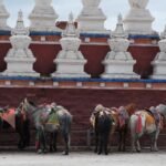Row of saddled horses standing beside a Tibetan temple wall with white stupas in the background