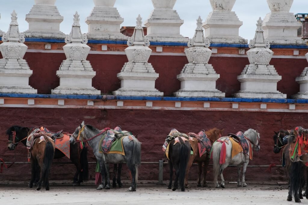 Saddled horses standing in a row beside a Tibetan temple wall with white stupas in the background