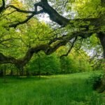 Lush green forest with a large sacred oak tree spreading wide branches over a grassy meadow