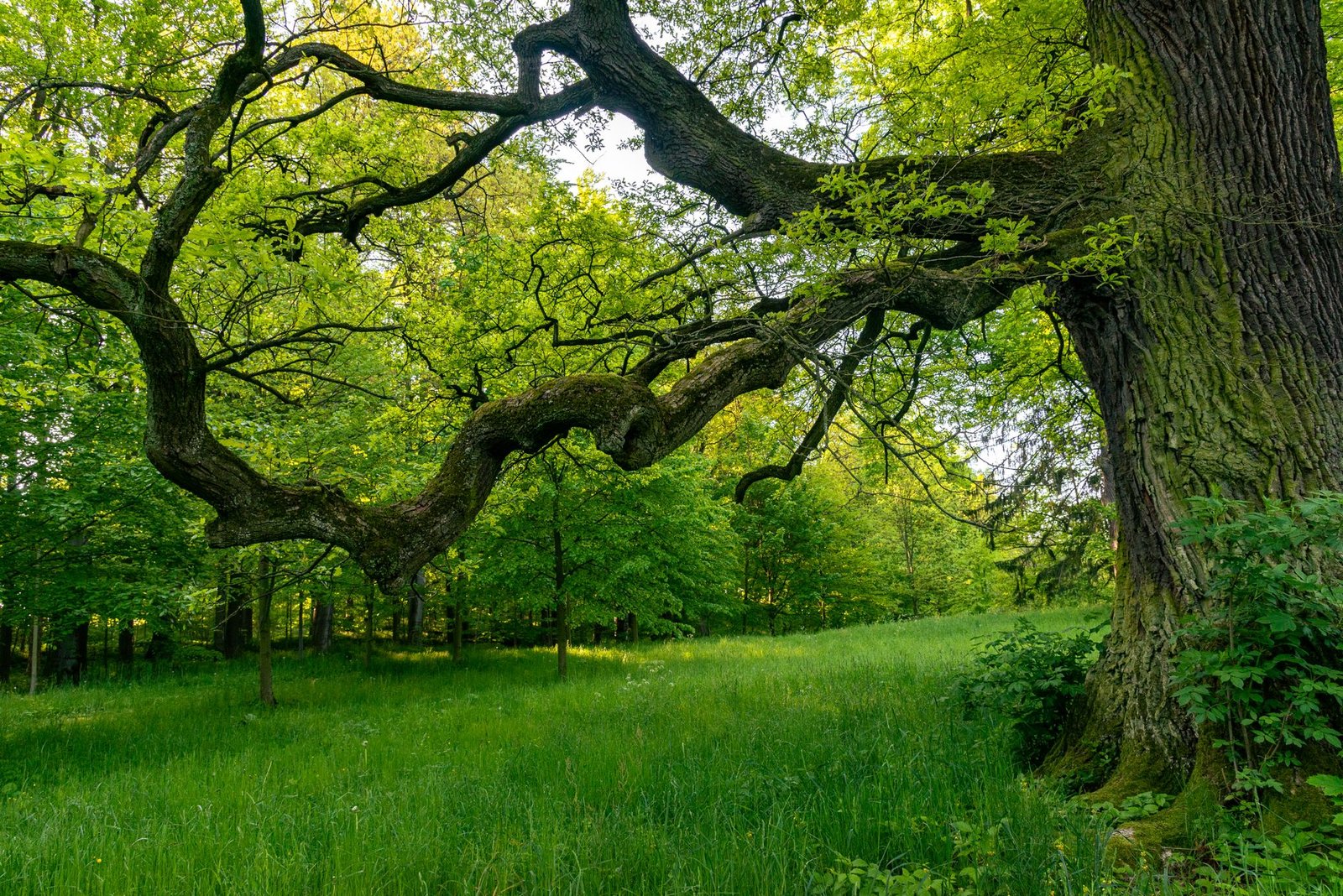 Lush green forest with a large sacred oak tree spreading wide branches over a grassy meadow