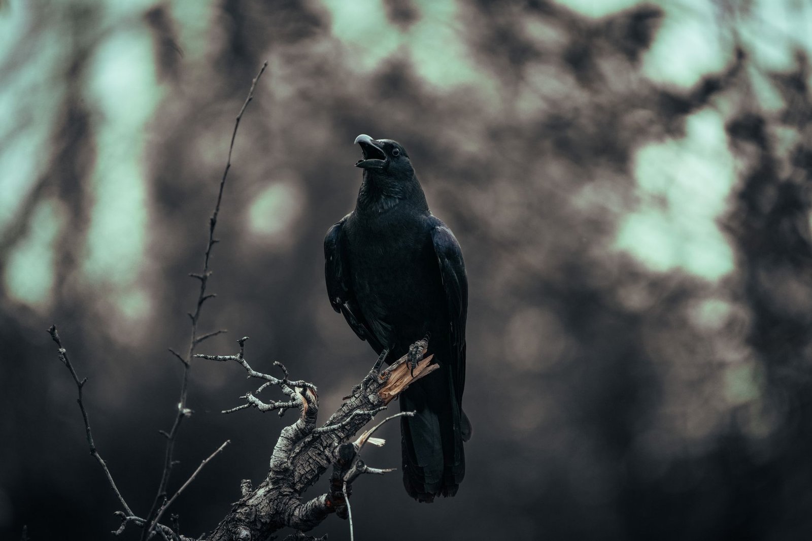 Black raven perched on a branch against a blurred forest background