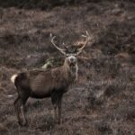 Majestic sacred stag with large antlers standing in a brown moorland habitat