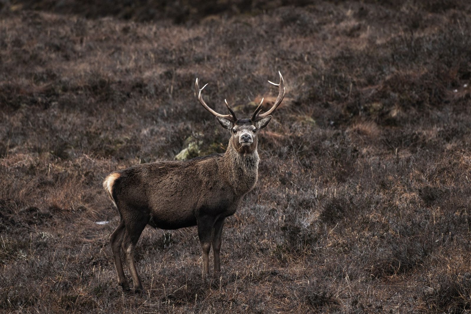 Majestic sacred stag with large antlers standing in a brown moorland habitat