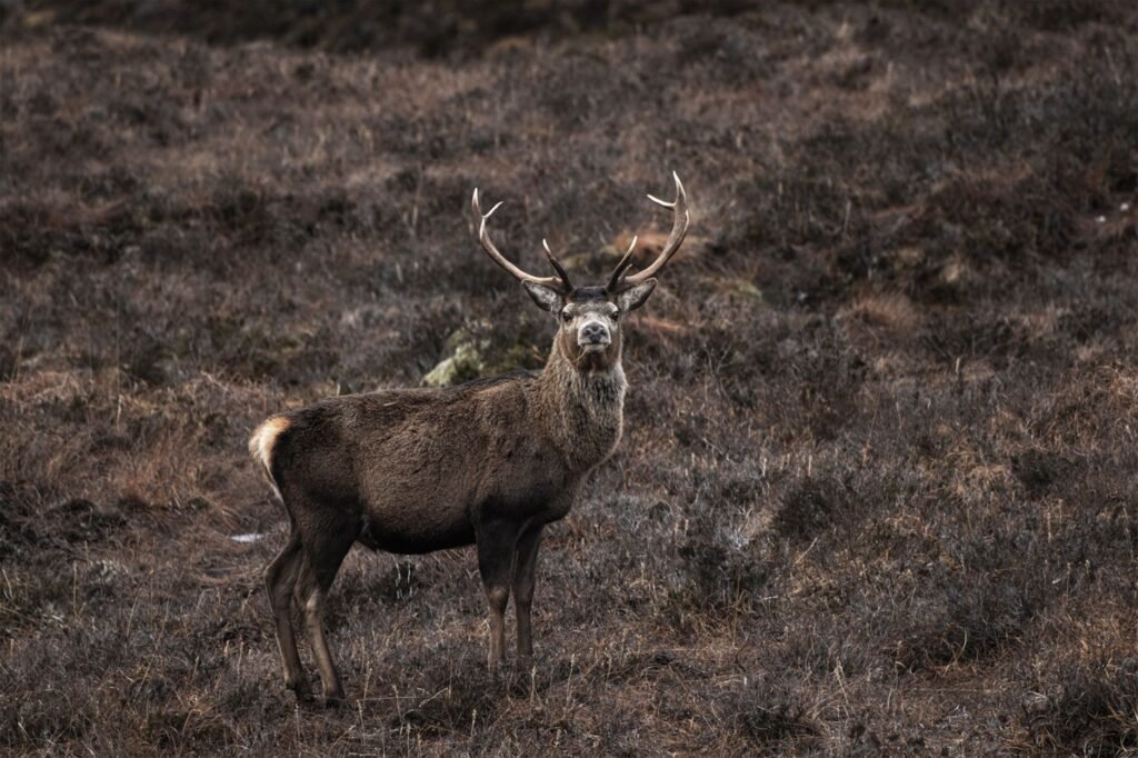 Majestic sacred stag with antlers standing in a brown grassy landscape