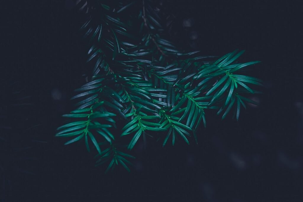 Dark green palm leaves in close-up against a black background, creating a moody, shadowy scene