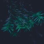 Dark green palm leaves in close-up against a black background, creating a moody, shadowy scene