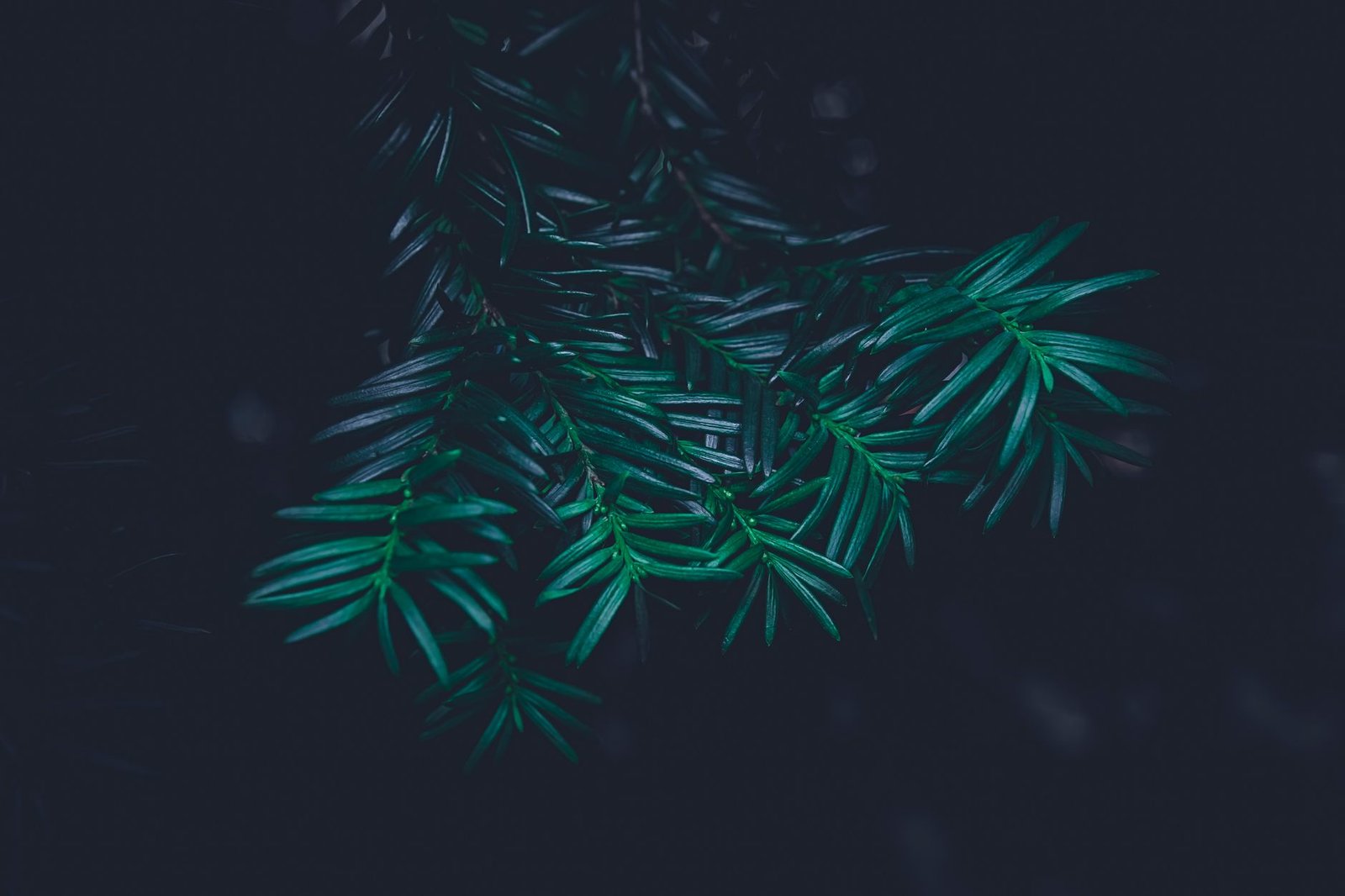 Dark green palm leaves in close-up against a black background, creating a moody, shadowy scene