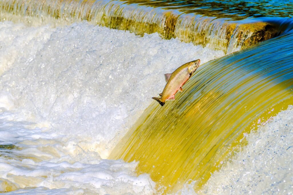 Salmon of Knowledge leaping upstream over a waterfall in a river